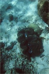 01537_Great Barrier Reef